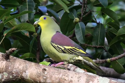 Ceylon Green Pigeon