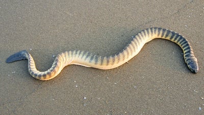 Shaw's Sea Snake