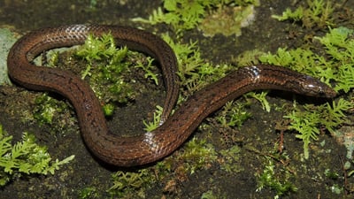 de Silva's Rough-sided Snake