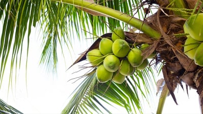 Cocos nucifera