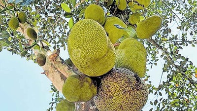 Artocarpus heterophyllus
