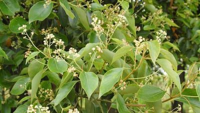 Cinnamomum camphora (?????)