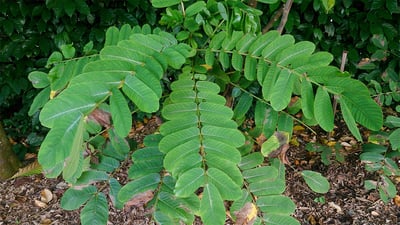 Cassia senna; Seneha kola