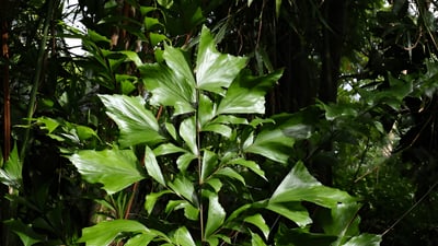 Caryota urens (Kitul Palm)