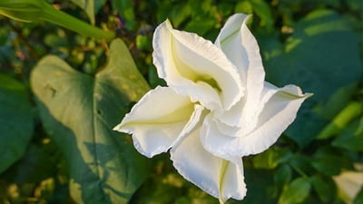 Ipomoea alba