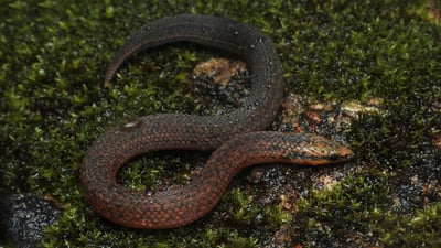 Common Rough-sided Snake