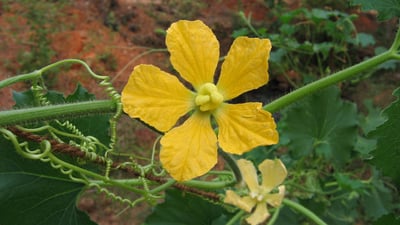 Benincasa hispida