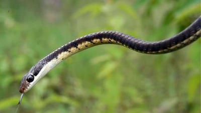 Wickramasinghe's Bronzeback