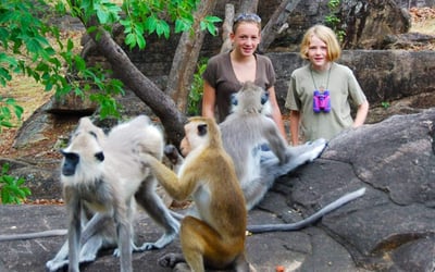 Monkey Kingdom