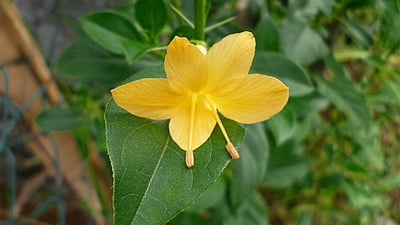 Barleria prionitis
