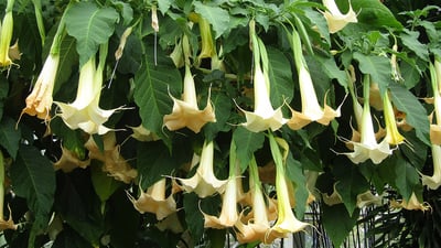 Brugmansia suaveolens