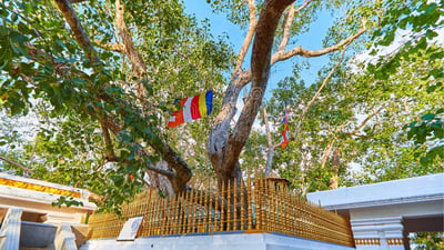 Jaya Sri Maha Bodhiya