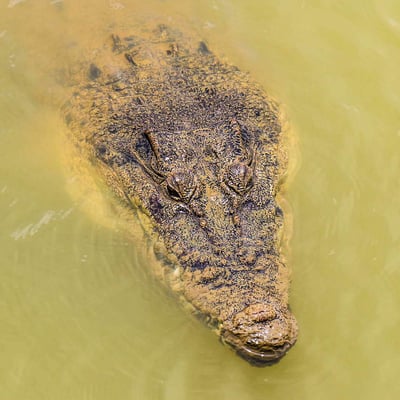 Pinnawala Open Zoo