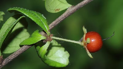 Carmona microphylla
