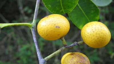 Toddalia asiatica