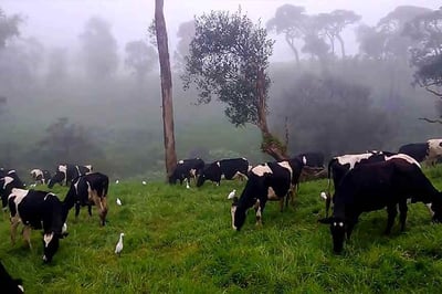 Ambewela Farm