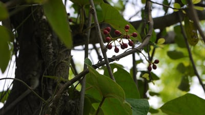 Tinospora sinensis