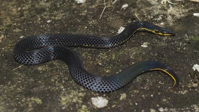 Ravana's Rough-sided Snake