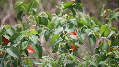 Croton lacciferus