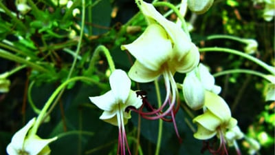 Clerodendrum indicum