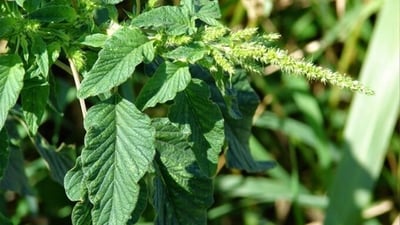 Amaranthus spinosus