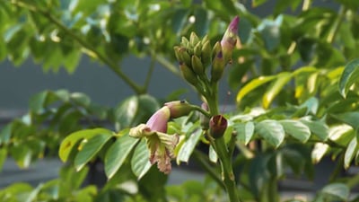 Oroxylum indicum