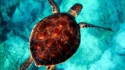 Hikkaduwa Turtle Hatchery