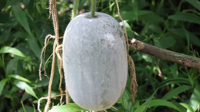 Benincasa hispida
