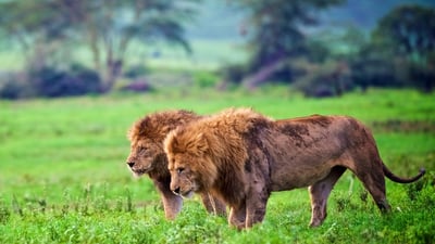 Safari Safety Guideline