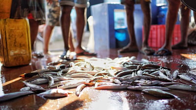 Jaffna Fish market
