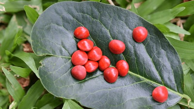 Adenanthera pavonina (Madatiya)