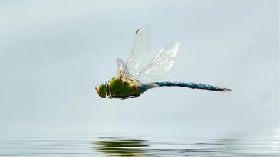 Dragonflies