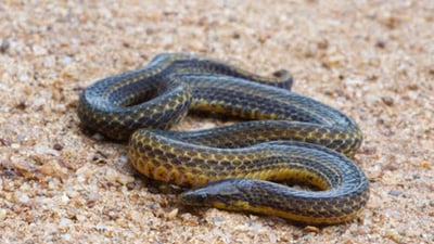 de Silva's Rough-sided Snake