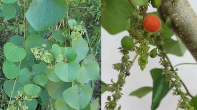 Cissampelos pareira  var. hirsuta
