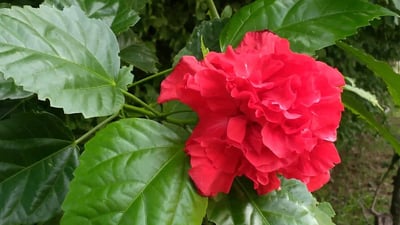 Hibiscus rosa-sinensis