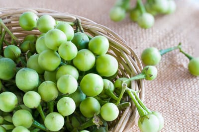 Solanum torvum