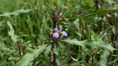Hygrophila schulli