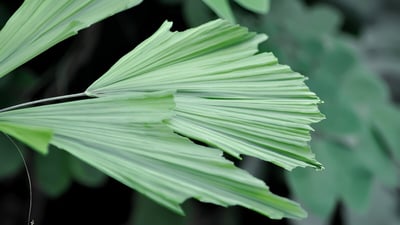 Caryota urens (Kitul Palm)