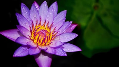 Blue Water Lily