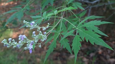 Vitex negundo