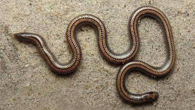 Müller's Shieldtail
