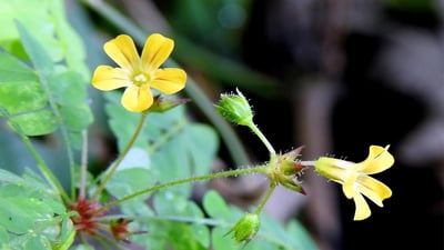 Biophytum reinwardtii