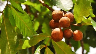 Schleichera oleosa