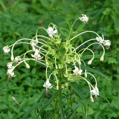 Clerodendrum indicum