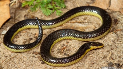 Deraniyagala's Shieldtail