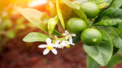 Citrus aurantium