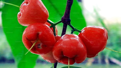 Jambu