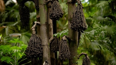 Caryota urens (Kitul Palm)