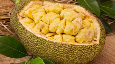 Artocarpus heterophyllus