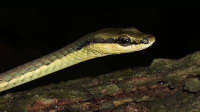 Wickramasinghe's Bronzeback